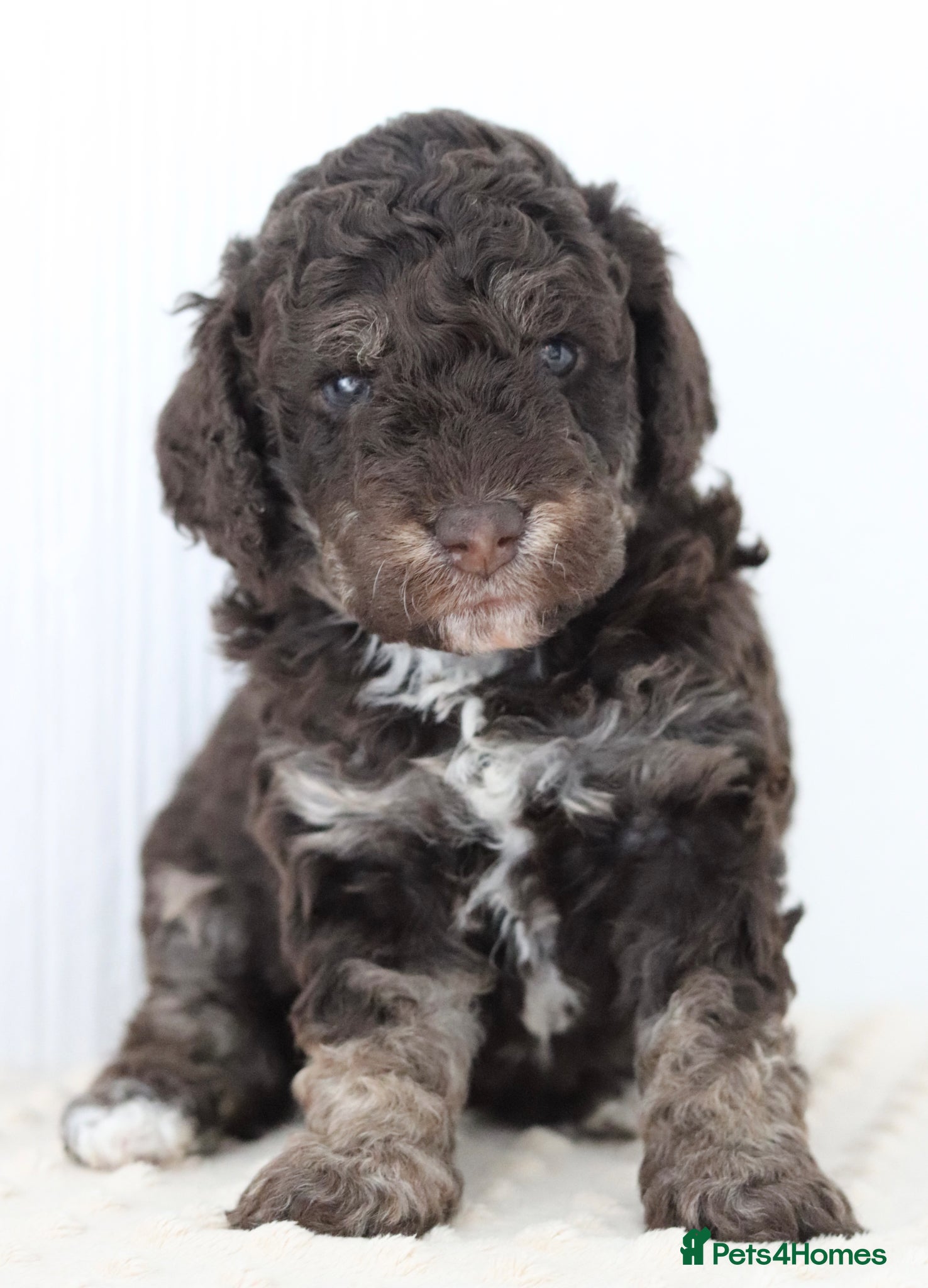 Cockapoo dogs Stunning Merle & phantom cockapoos - one female  - Advert 1