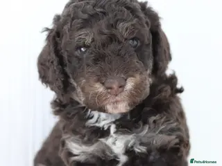 Cockapoo dogs Stunning Merle & phantom cockapoos - one female - Advert 1