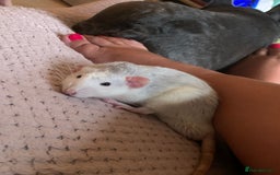 Rat rodents for sale: Rats for adoption!!!! - Image 3