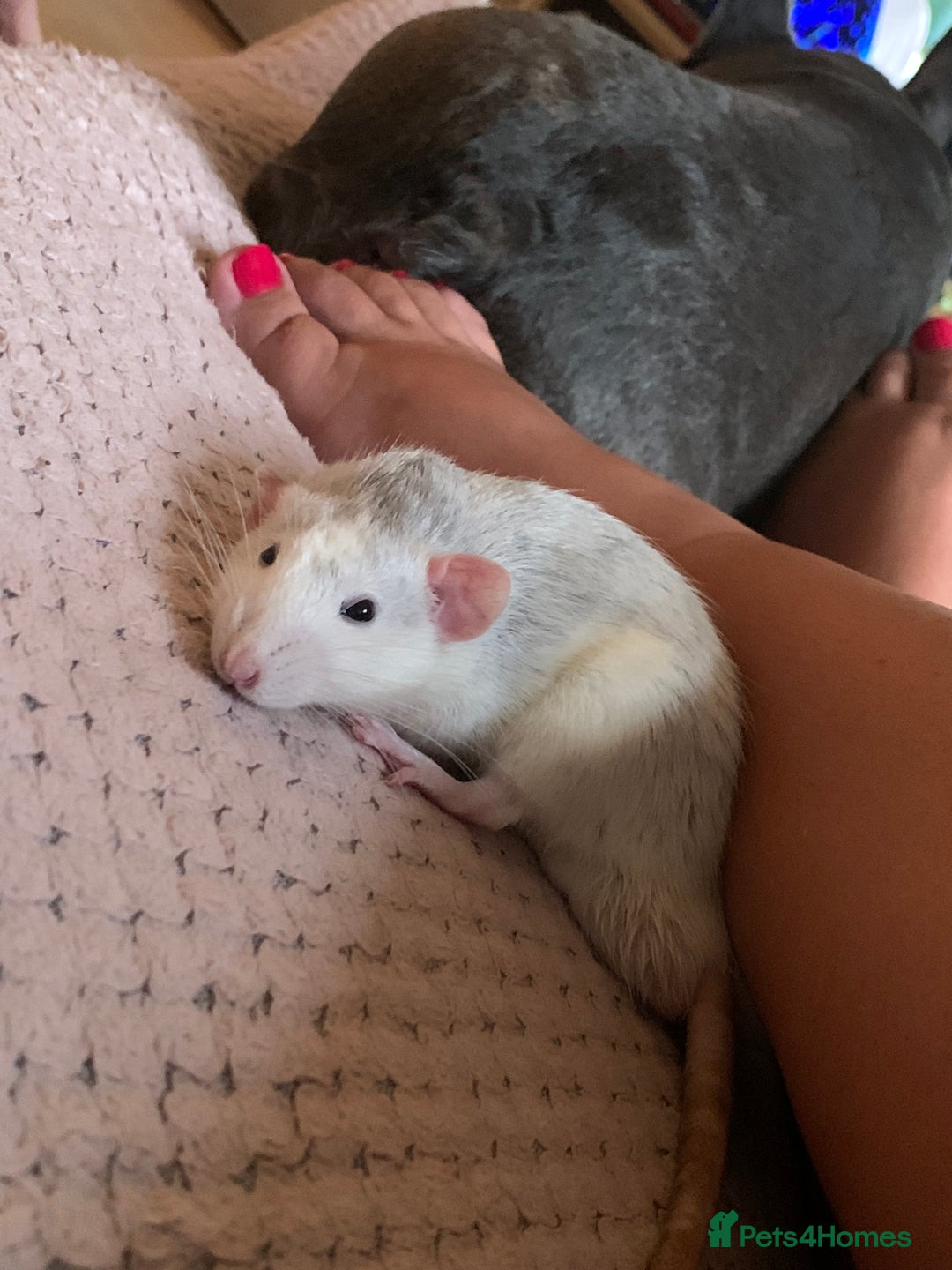 Rat rodents for sale: Rats for adoption!!!! - Image 3