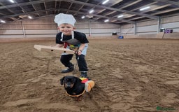 Miniature Dachshund dogs for sale: Stunning KC Health Tested Miniature Dachshunds - Image 21