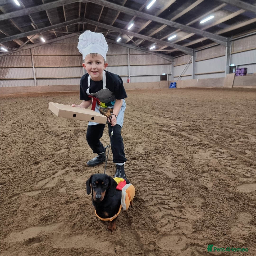 Miniature Dachshund dogs for sale: Stunning KC Health Tested Miniature Dachshunds - Image 21