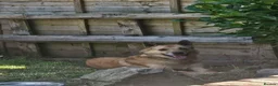 Mixed Breed dogs for adoption: Blue for adoption in Hastings - Advert 5