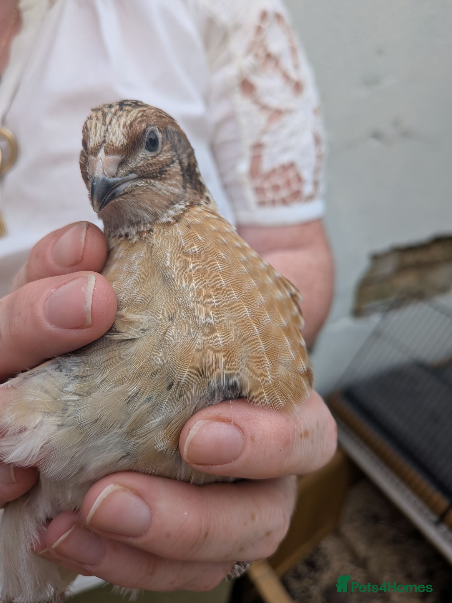 Quail poultry Quail Roos/ Males for sale. Mixed colours - Advert 2