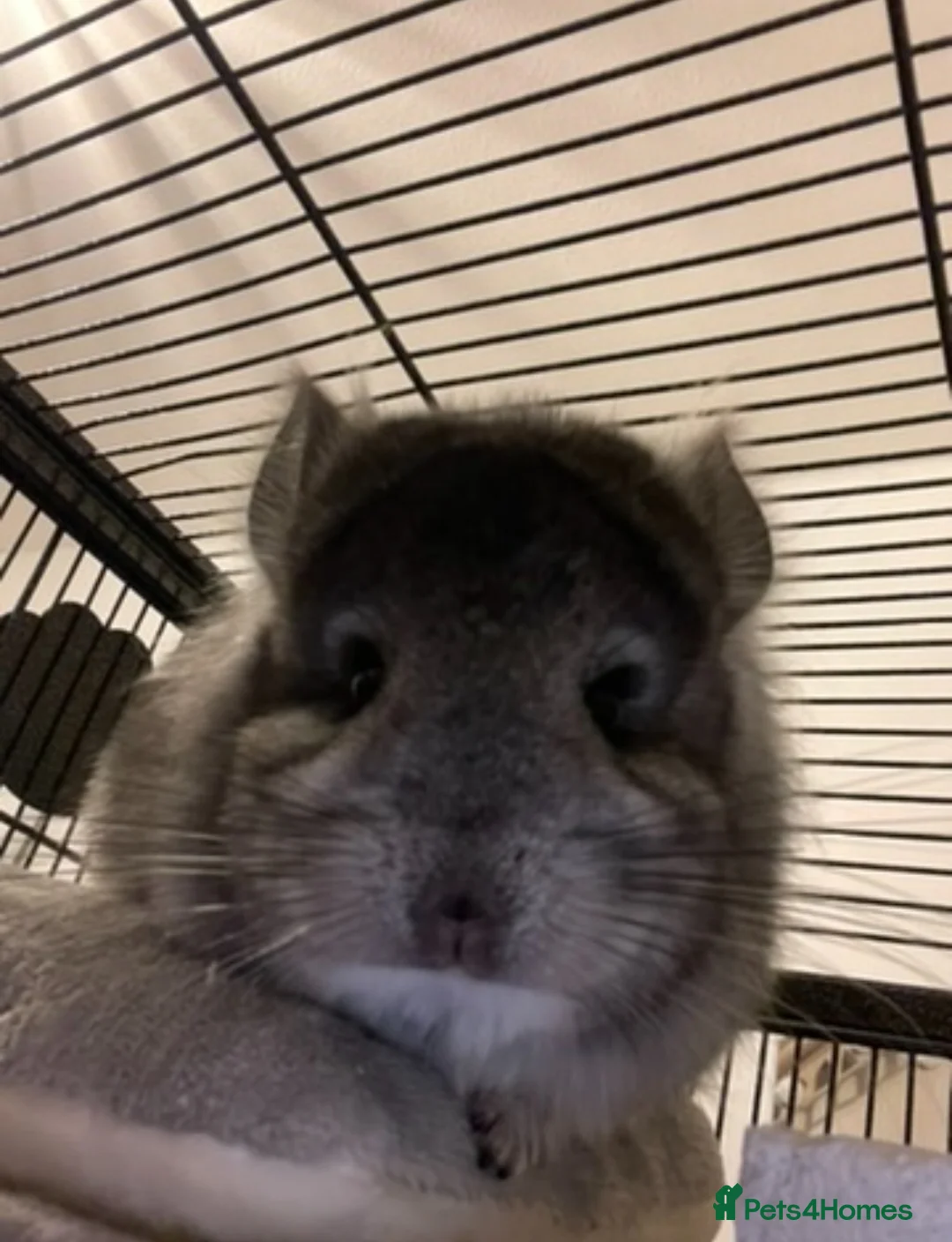 Chinchilla rodents for sale: Angora Chinchilla  in Telford - Advert 2