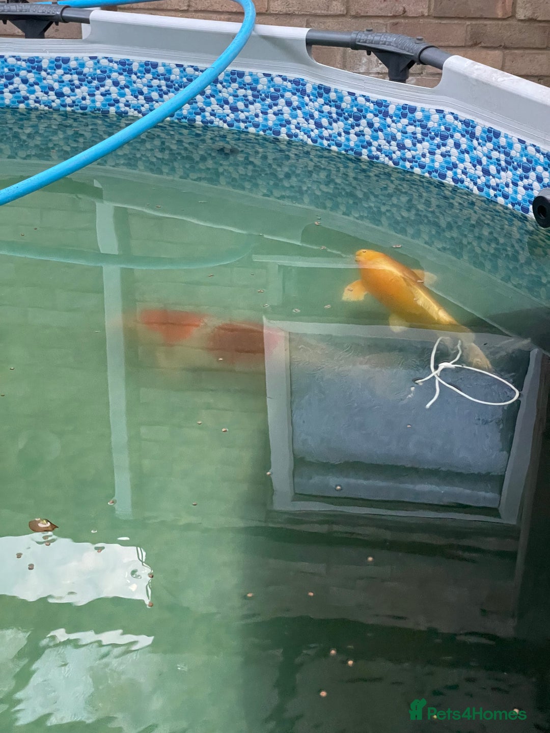 Koi Carp fish for sale: 16-20inch Koi carp  - Image 4