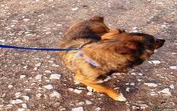 Mixed Breed dogs for adoption: Meet Charlie - a Lovely old boy, for a loving Home - Image 20
