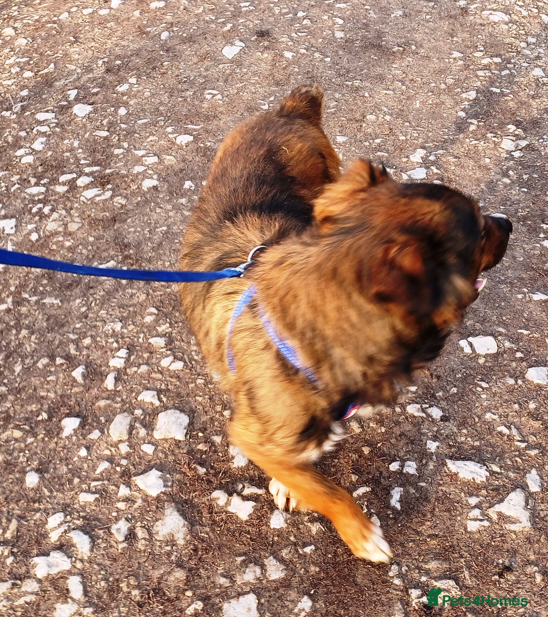 Mixed Breed dogs for adoption: Meet Charlie - a Lovely old boy, for a loving Home - Image 20