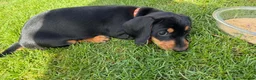 Miniature Dachshund dogs for sale: Miniature short haired Dachshund Puppy’s - Advert 17
