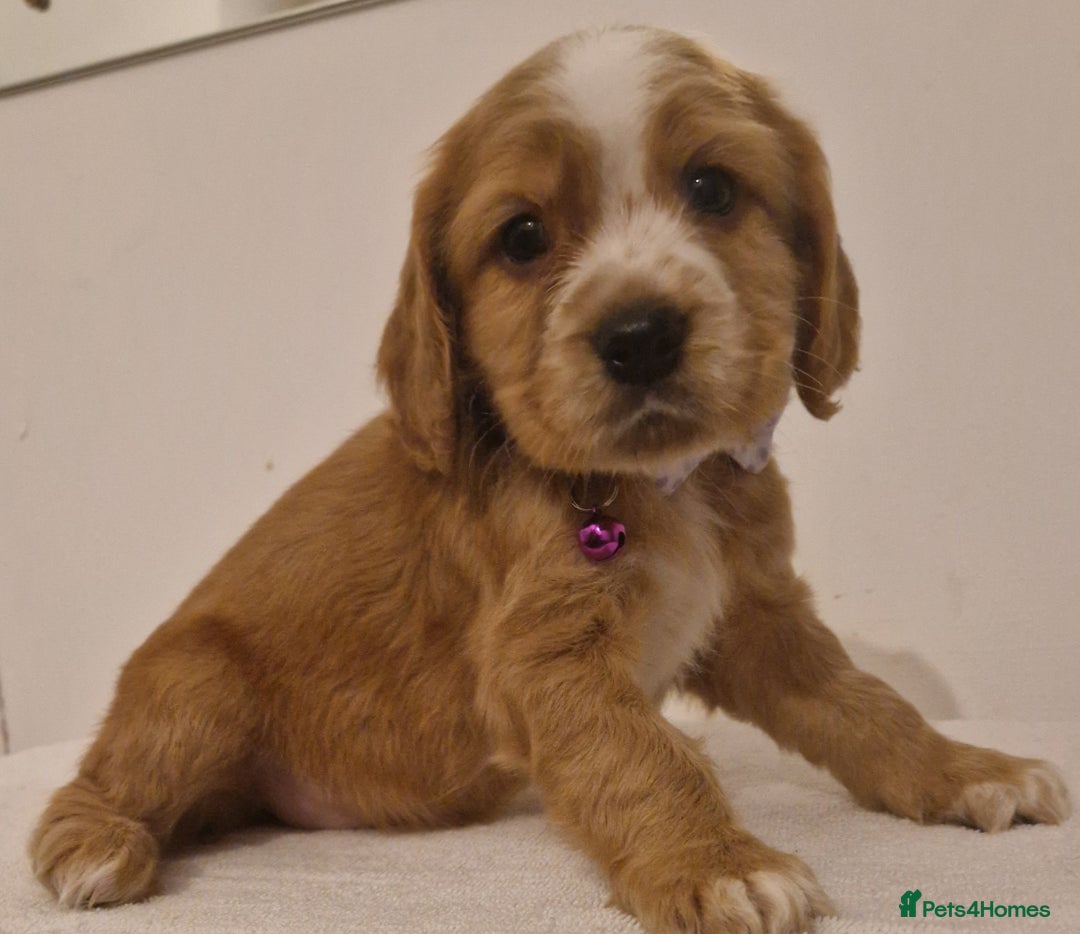 Cocker Spaniel dogs for sale: Cocker spaniel pups for sale  - Image 20
