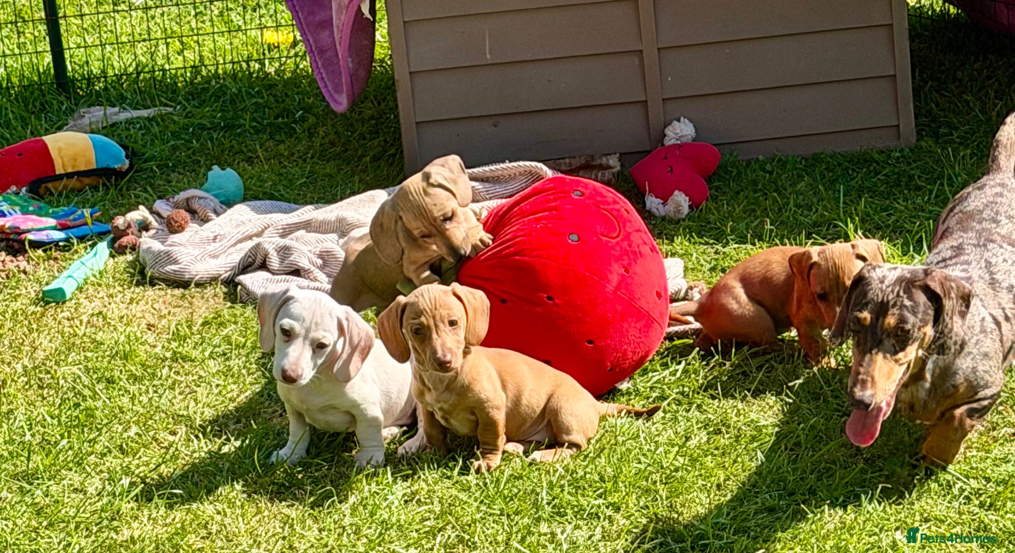 Dachshund dogs Home reared KC reg mini dachshund puppies  - Advert 1