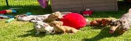 Dachshund dogs for sale: Home reared KC reg mini dachshund puppies  in Leicester - Advert 1