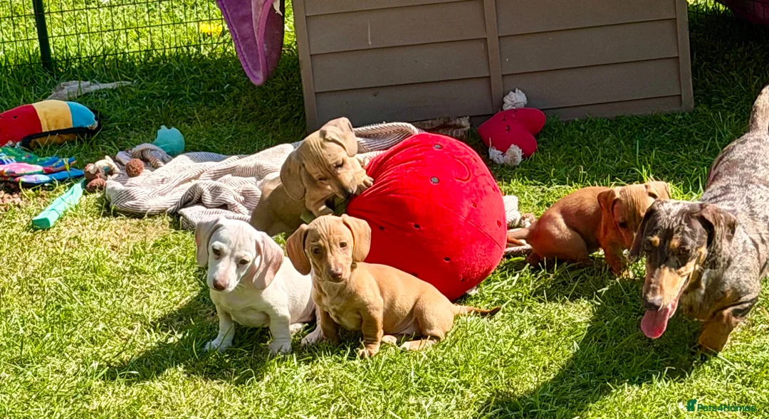 Dachshund dogs for sale: Home reared KC reg mini dachshund puppies  in Leicester - Advert 1