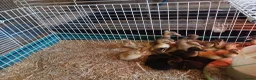 Ducks poultry for sale: Female indian runner ducklings - Advert 1