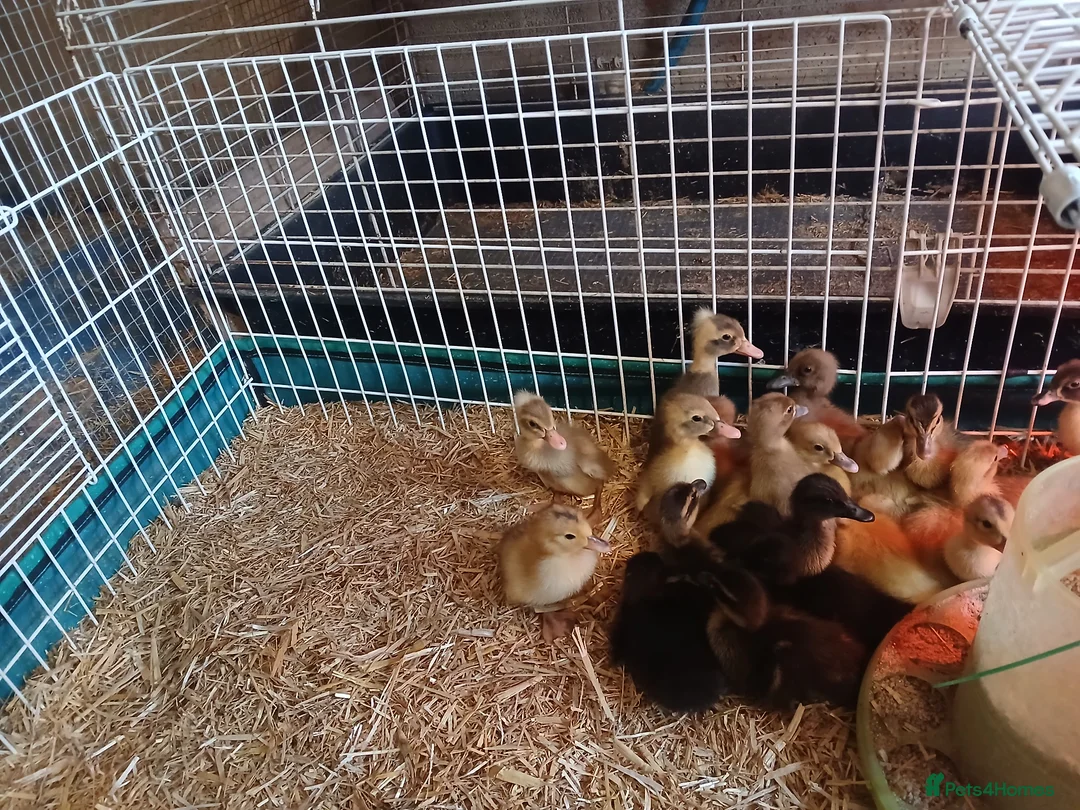 Ducks poultry for sale: Female indian runner ducklings - Advert 1