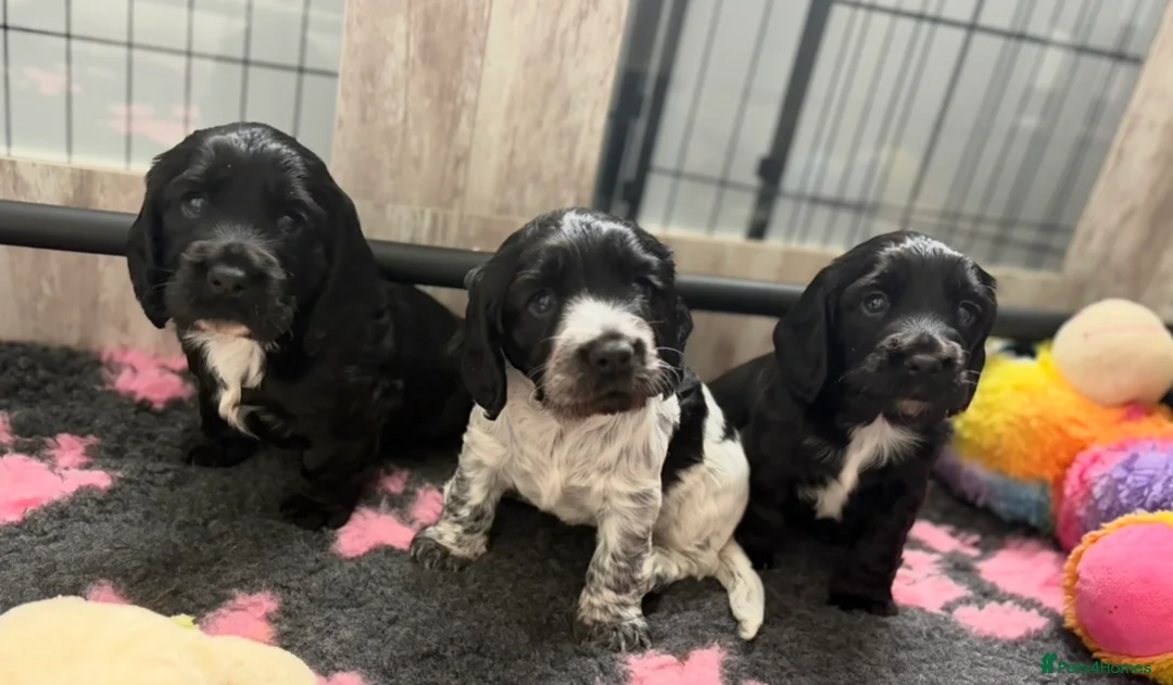 Cocker Spaniel dogs for sale: Kc Registered Cocker Spaniel Puppies - Advert 1