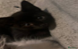 Ragdoll cats for sale: Calicox ragdolls - Image 10