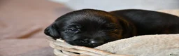 Labrador Retriever dogs for sale: Gorgeous kc registered Labrador puppies in Fakenham - Advert 7
