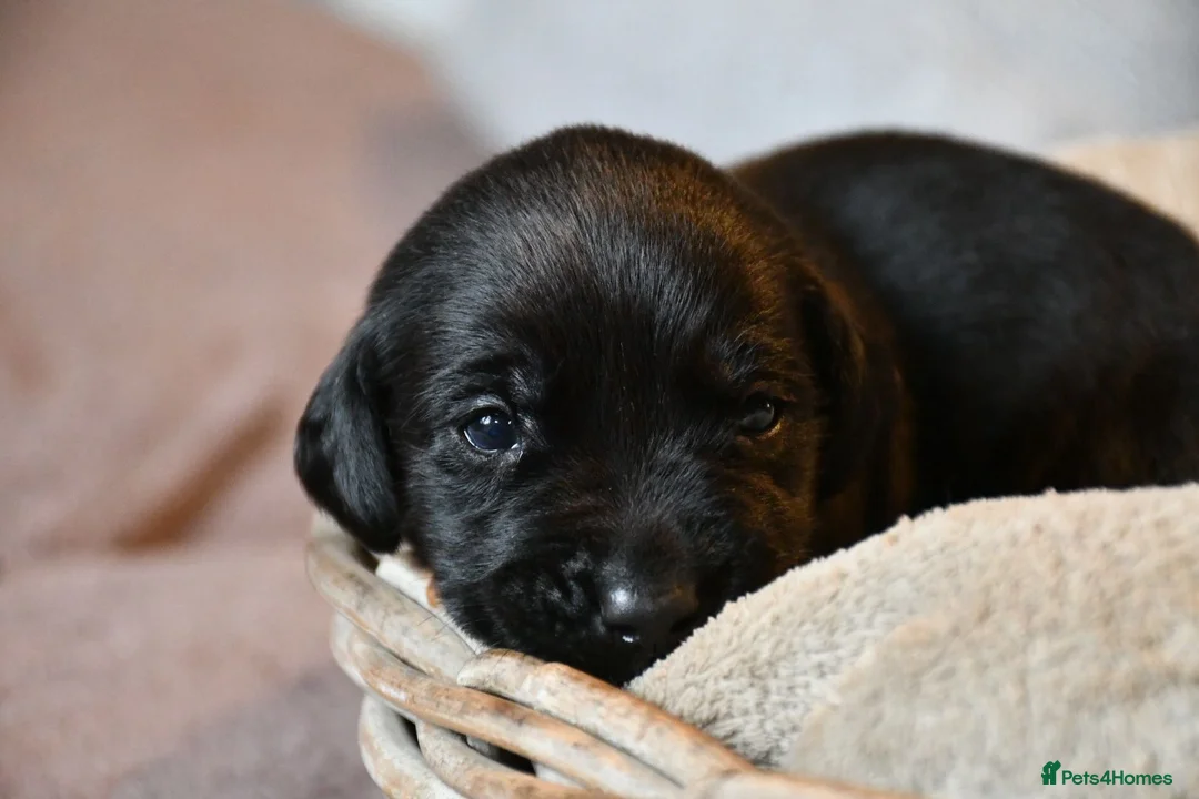 Labrador Retriever dogs for sale: Gorgeous kc registered Labrador puppies in Fakenham - Advert 7