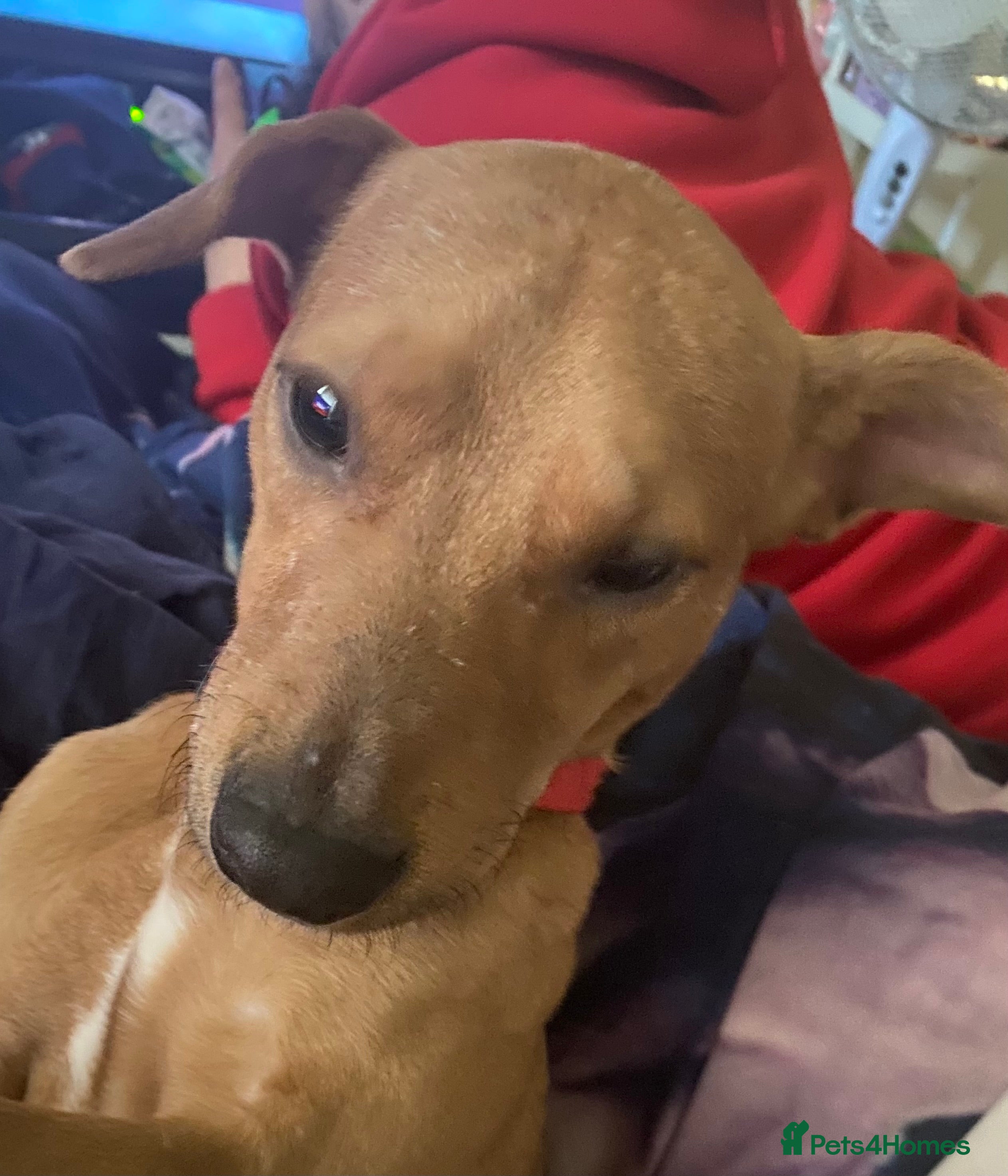 Mixed Breed dogs Alfie - Advert 22