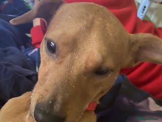 Mixed Breed dogs Alfie - Advert 5