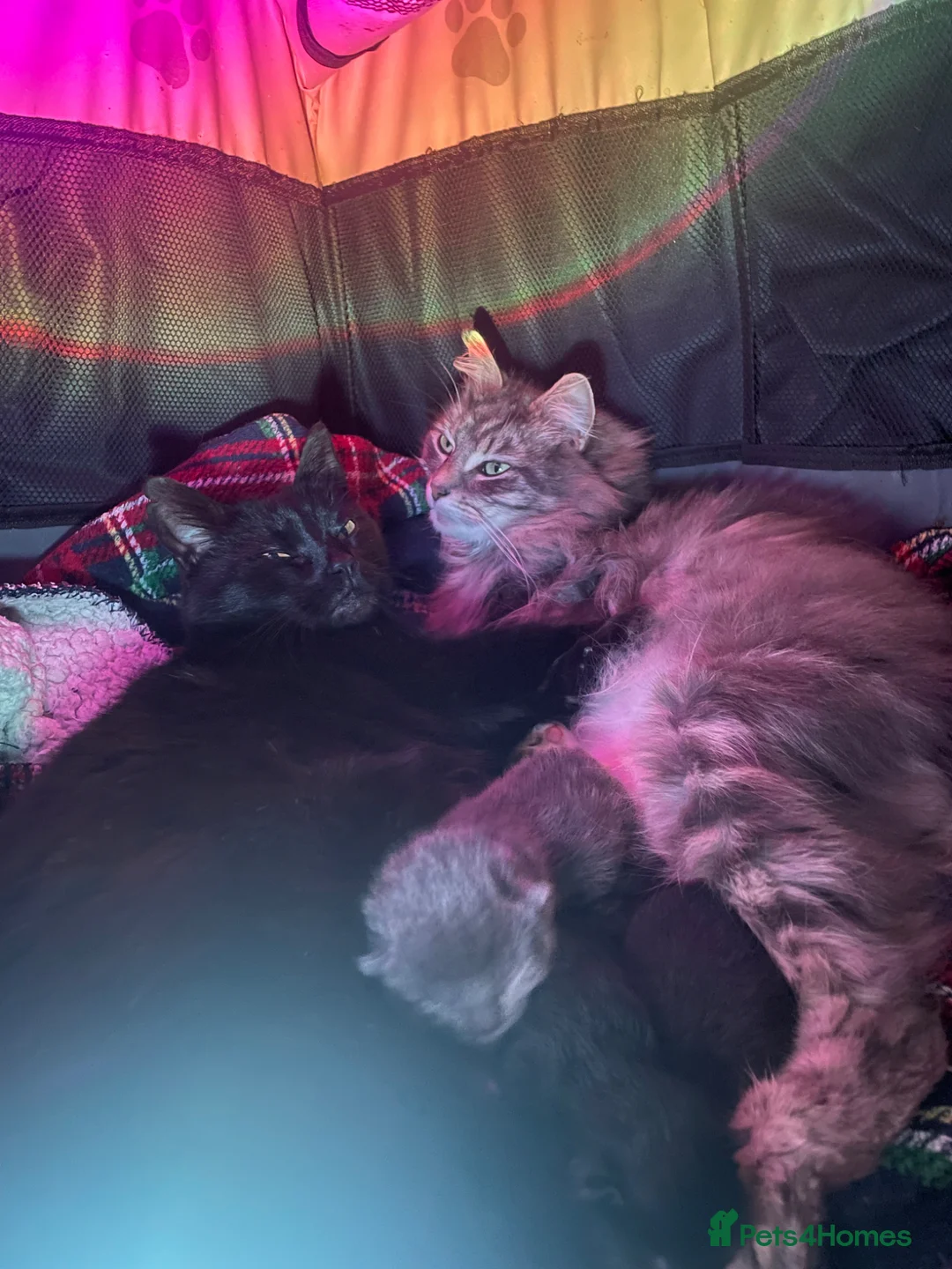 Mixed Breed cats for sale: Two grey one grey and black - Advert 2