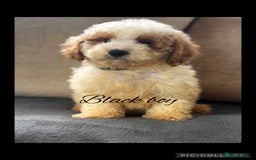 Cavachon dogs for sale: Amazing Cavapoochons  - Image 4