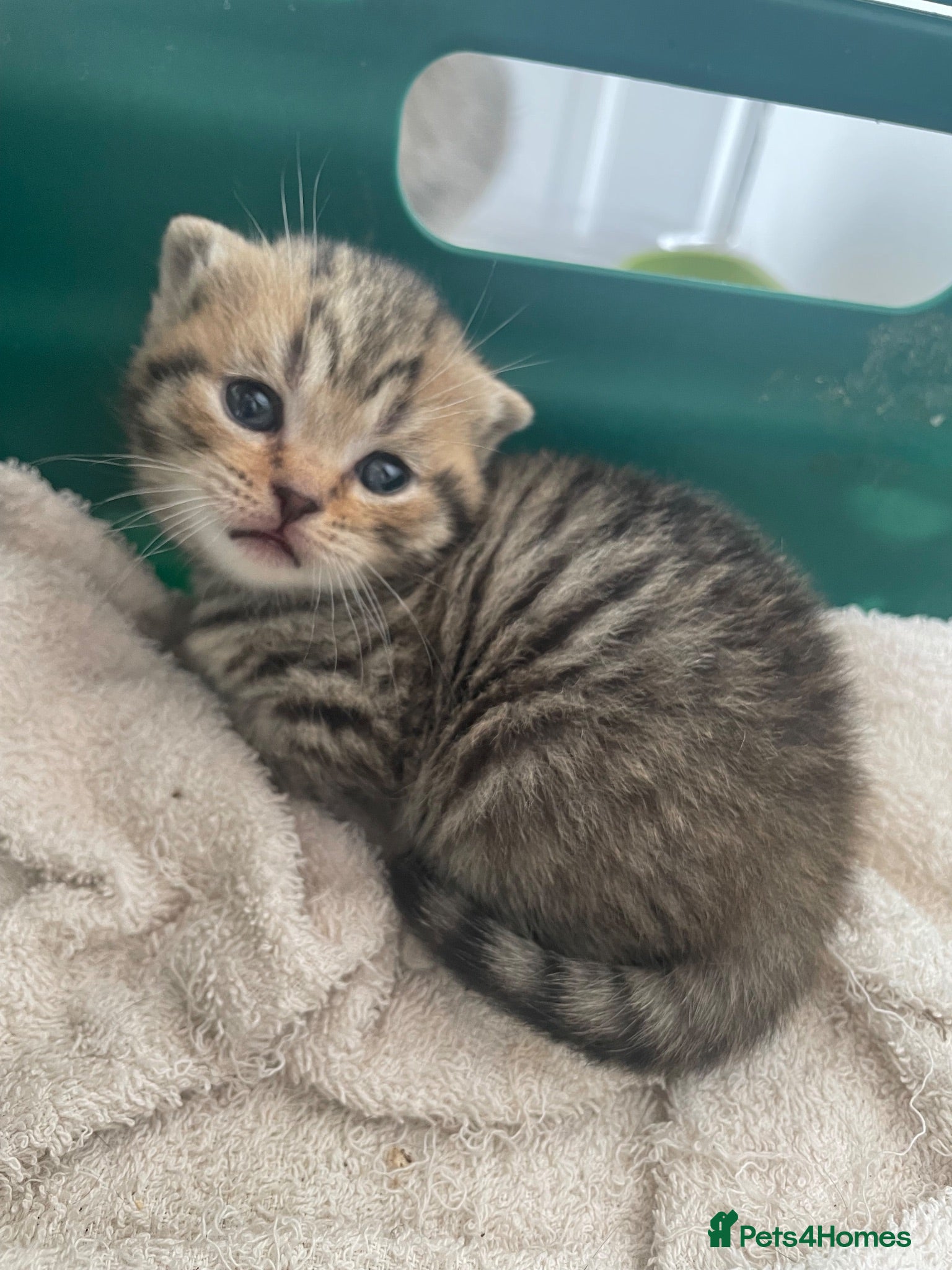 Scottish Fold cats Scottish fold kittens for sale  - Advert 17
