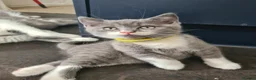Himalayan cats for sale: Bicolour British shorthair Kittens - Advert 7