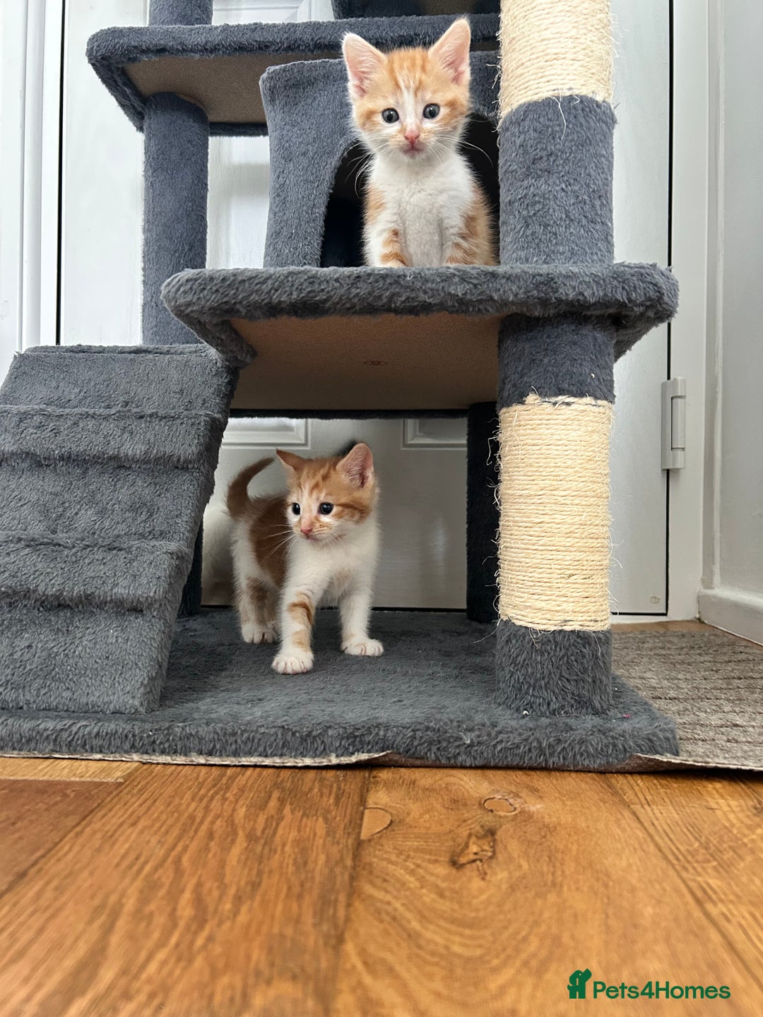 British Shorthair cats for sale: Four beautiful kittens - Image 16