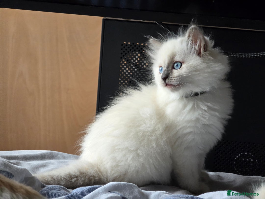 Ragdoll cats for sale: GCCF REGISTERED RAGDOLL KITTENS  - Advert 3