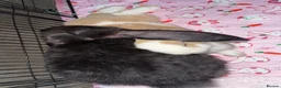 French Lop rabbits for sale: 2 BONDED FEMALE RABBITS in Teddington - Advert 9