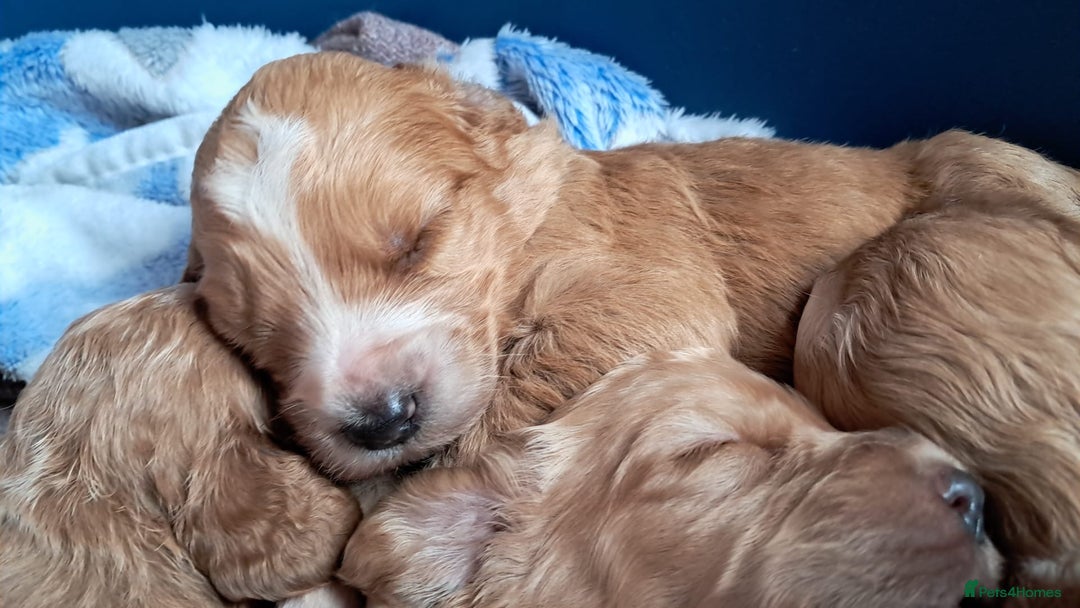 Cockapoo dogs for sale: Beautiful F1 Cockapoo puppies - Image 13