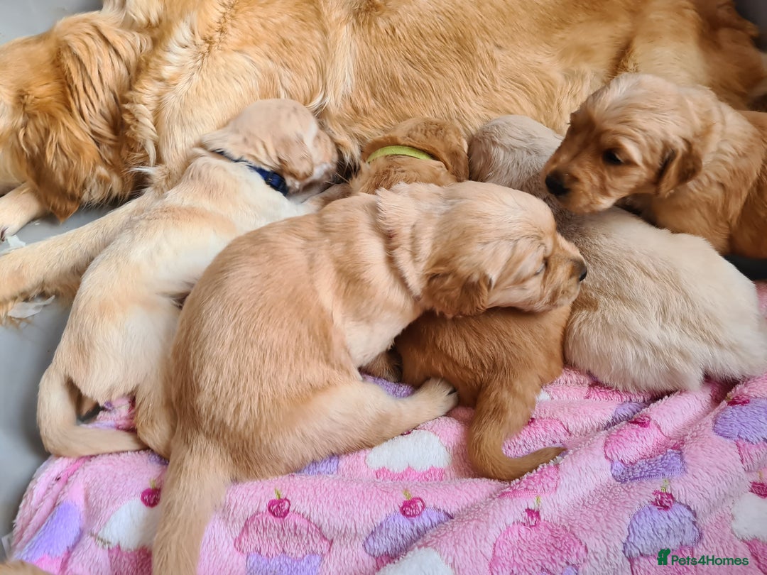 Golden Retriever dogs for sale: Golden Retriever puppies - Image 6
