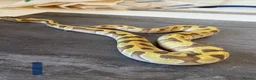 Python Snake reptiles for sale: Hatchling royal pythons. - Advert 3