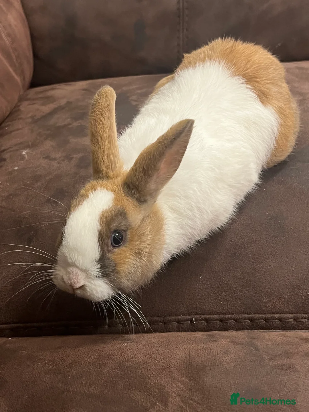 Netherland Dwarf rabbits for sale: House raised - Advert 3