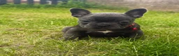 French Bulldog dogs for sale: Beautiful French Bulldog Puppies in Cardiff - Advert 17