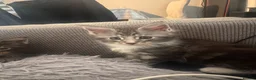 Maine Coon cats for sale: 4 fluffs for sale - Advert 18
