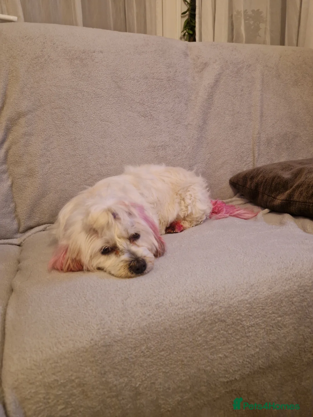 Havanese dogs for sale: Puppy bishon havanese - Advert 12