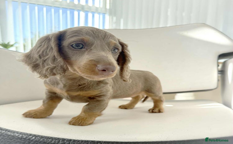 Miniature Dachshund dogs - Advert 1