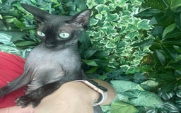 Sphynx cats for sale: Tica Beautiful Kittens Ready Soon! - Image 9