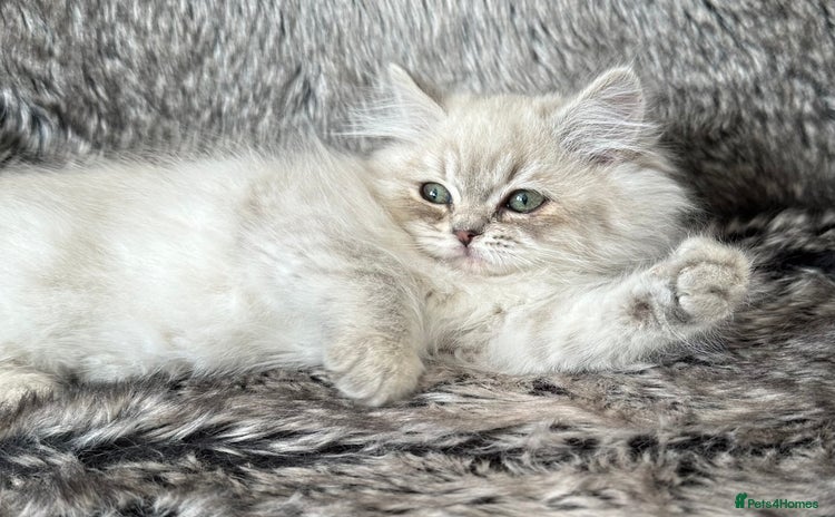 RagaMuffin cats - Advert 4