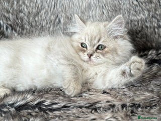 RagaMuffin cats - Advert 29