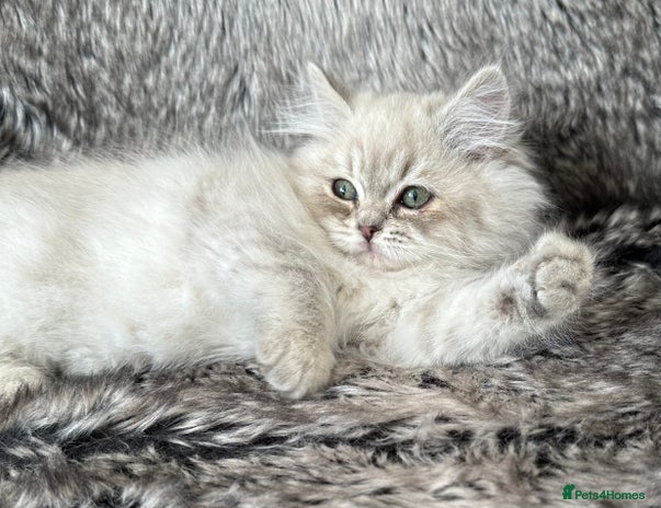 RagaMuffin cats - Advert 1