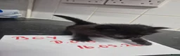 Mixed Breed cats for sale: Fluffy black and grey kittens  - Advert 12