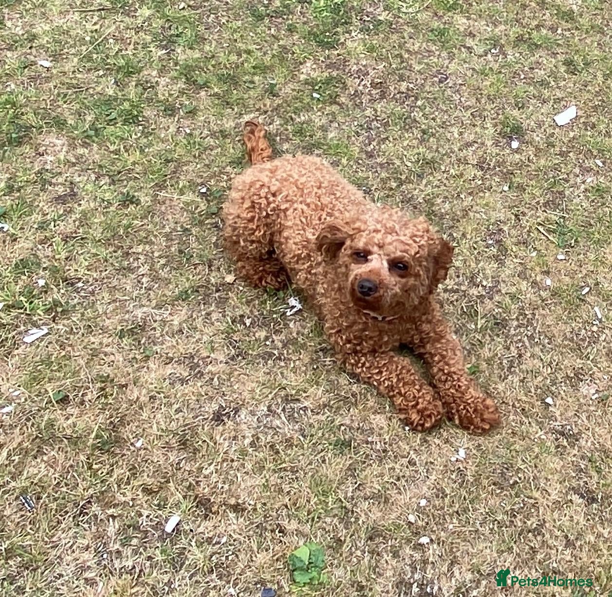 Cavapoo dogs Small female cavapoo - Advert 7