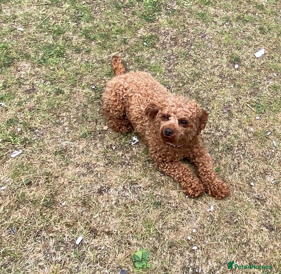 Cavapoo dogs for sale: Small female cavapoo - Advert 1