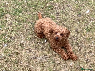 Cavapoo dogs Small female cavapoo - Advert 1