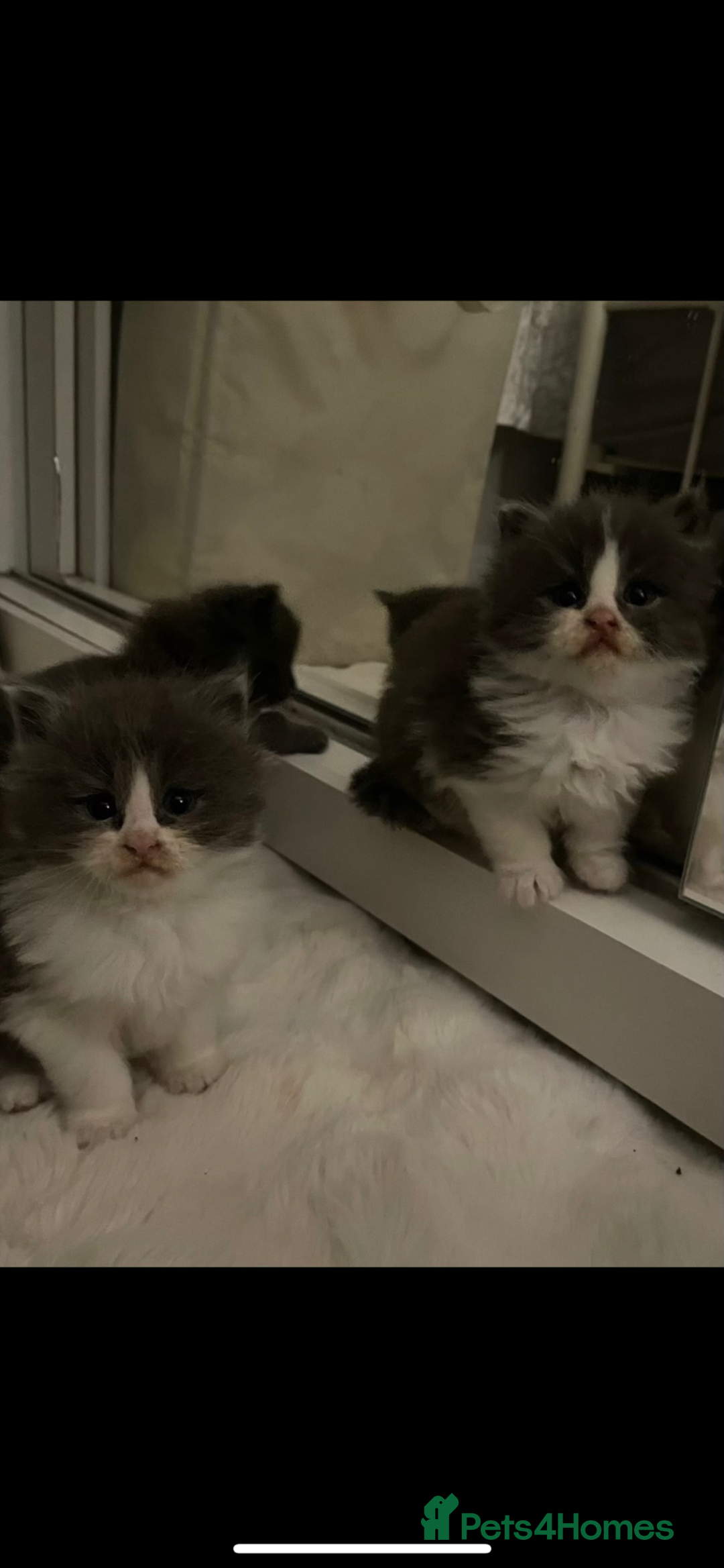 Maine Coon cats for sale: 💓Beautiful Mainecoon/Ragdoll Mix Kittens💓 - Advert 3