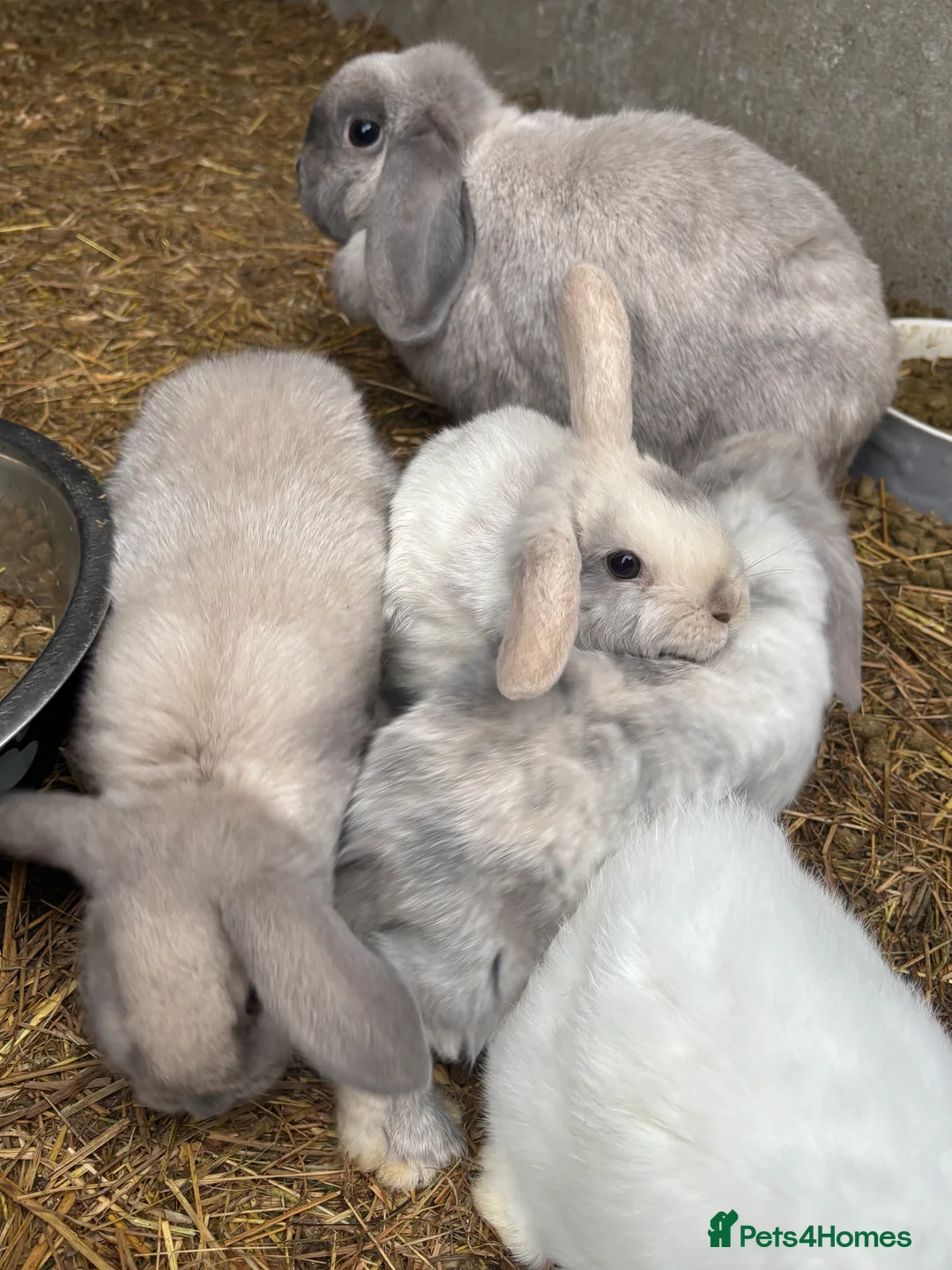 Mini Lop rabbits for sale: beautiful purebred white male mini lops  - Advert 11